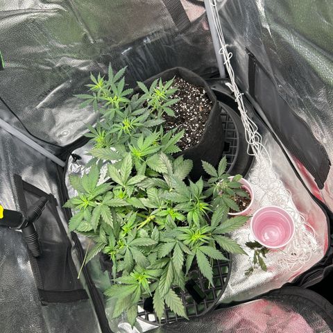 Royal Dwarf growlog timeline photo
