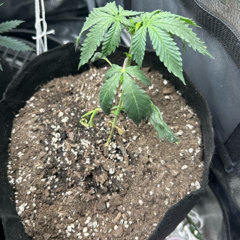 #3 growlog timeline photo