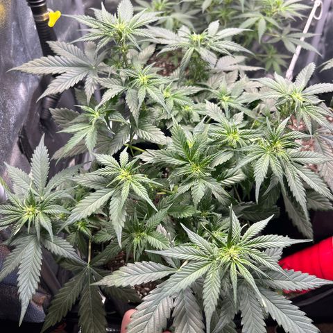 Royal Dwarf growlog timeline photo