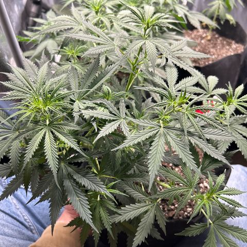 Royal Dwarf growlog timeline photo