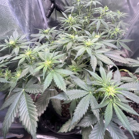 Royal Dwarf growlog timeline photo