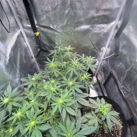 Royal Dwarf growlog timeline photo