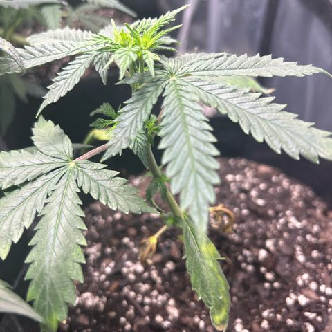 #3 growlog timeline photo