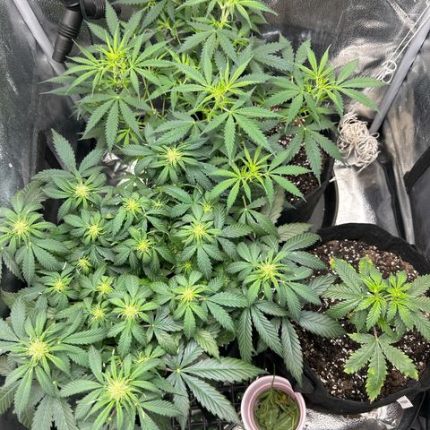 Royal Dwarf growlog timeline photo