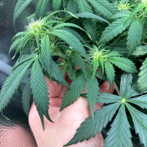 Royal Dwarf growlog timeline photo