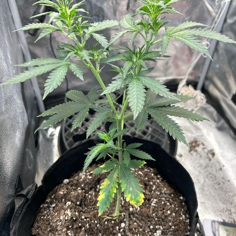 #3 growlog timeline photo
