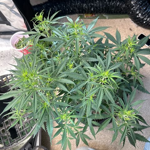 Royal Dwarf growlog timeline photo