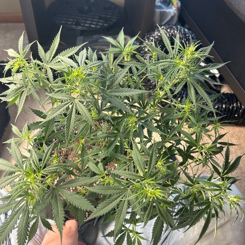 Royal Dwarf growlog timeline photo