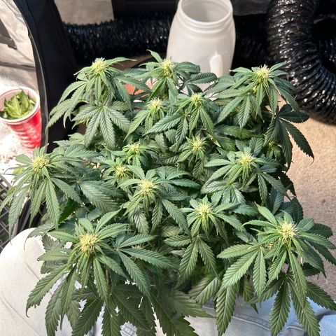 Royal Dwarf growlog timeline photo
