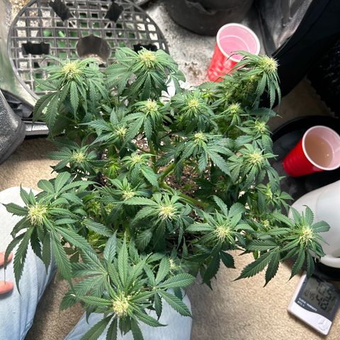 Royal Dwarf growlog timeline photo