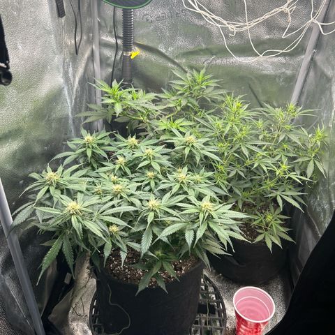 Royal Dwarf growlog timeline photo