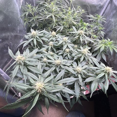 Royal Dwarf growlog timeline photo