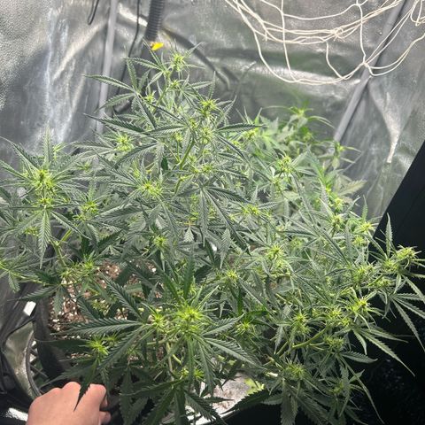 Royal Dwarf growlog timeline photo