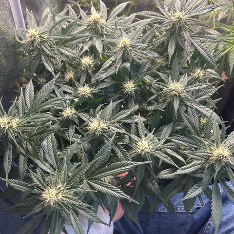 Royal Dwarf growlog timeline photo