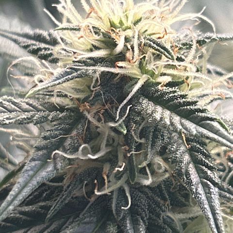 Royal Dwarf growlog timeline photo