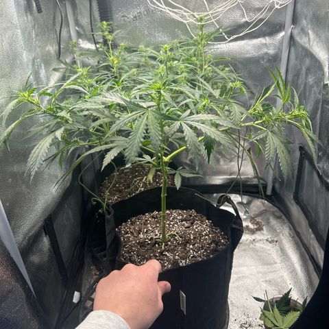 #3 growlog photo: Lst and trim because I have no room in my tent 