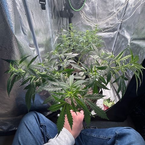 #3 growlog photo: Lst and trim because I have no room in my tent 