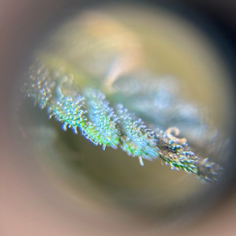 Royal Dwarf growlog timeline photo