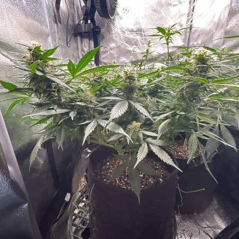 Royal Dwarf growlog timeline photo
