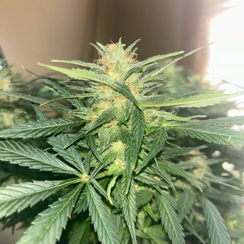 Royal Dwarf growlog timeline photo