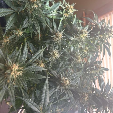 Royal Dwarf growlog timeline photo