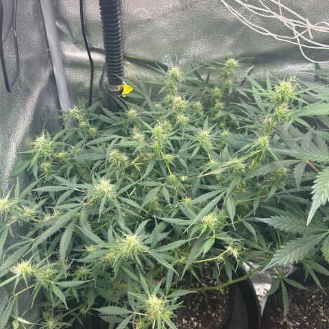 Royal Dwarf growlog timeline photo