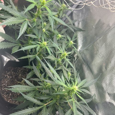 #3 growlog timeline photo