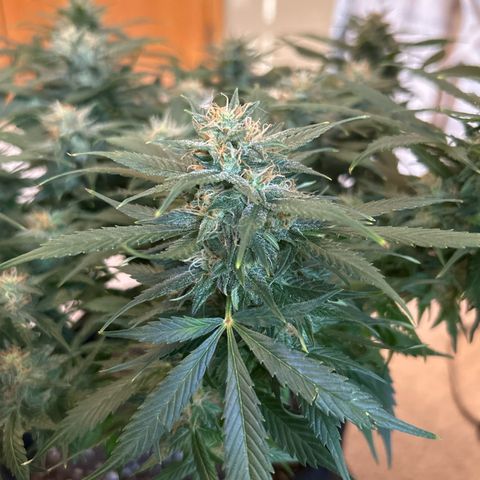 Royal Dwarf growlog timeline photo