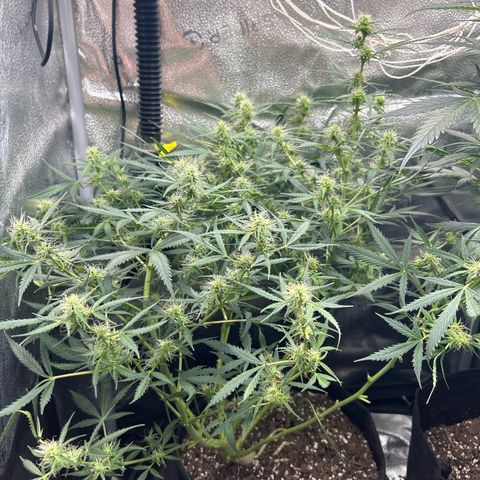 Royal Dwarf growlog timeline photo