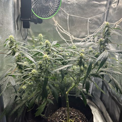 #3 growlog timeline photo