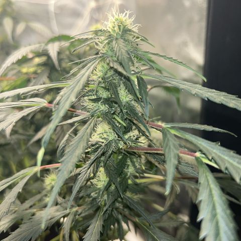 #3 growlog timeline photo