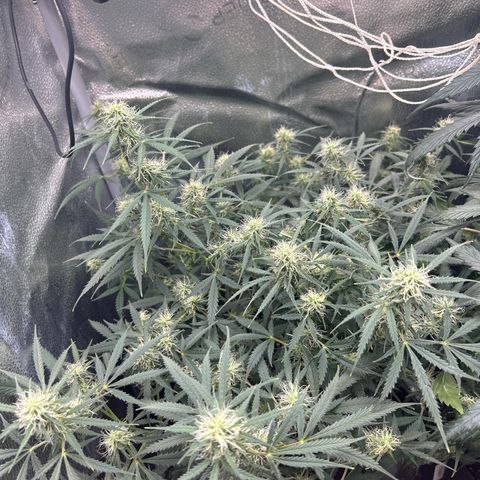 Royal Dwarf growlog timeline photo