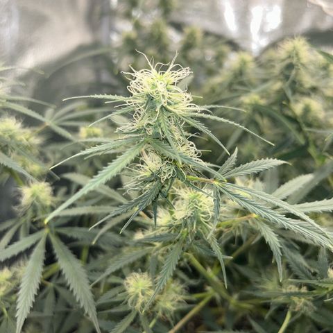 Royal Dwarf growlog timeline photo