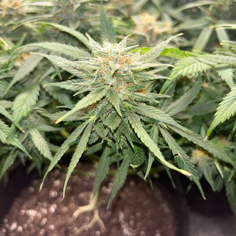 Royal Dwarf growlog timeline photo