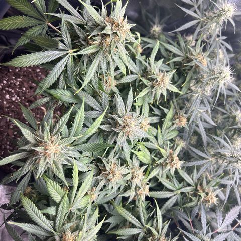 Royal Dwarf growlog timeline photo