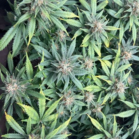 Royal Dwarf growlog timeline photo