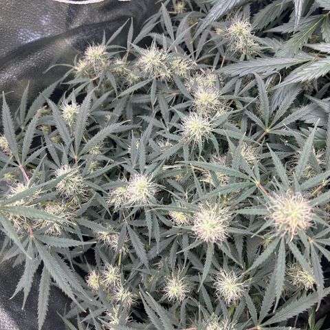 Royal Dwarf growlog timeline photo