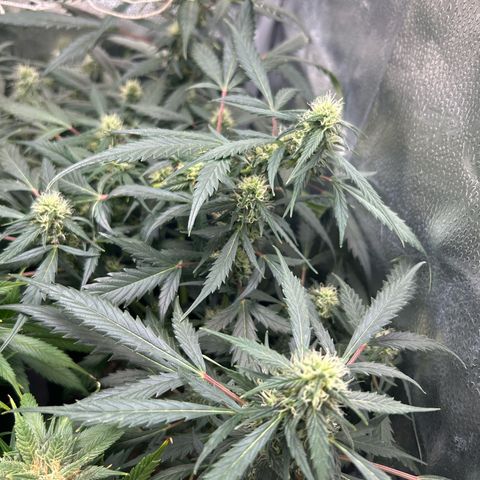#3 growlog timeline photo
