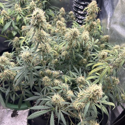 Royal Dwarf growlog timeline photo