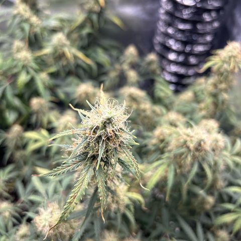 Royal Dwarf growlog timeline photo