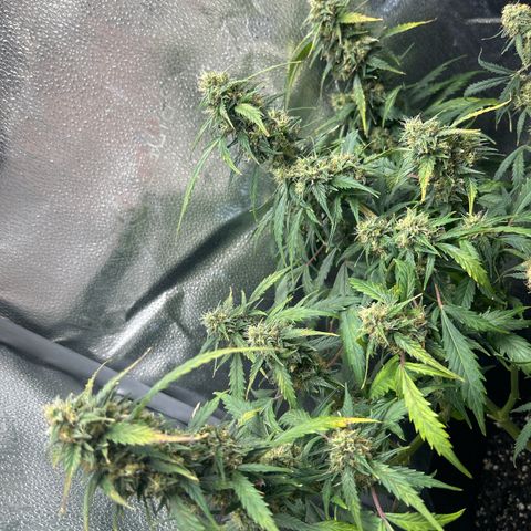 #3 growlog timeline photo
