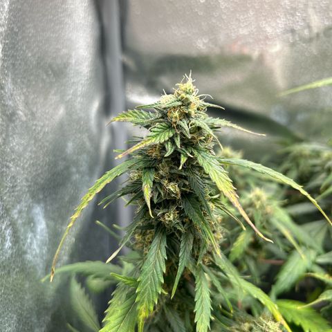 #3 growlog timeline photo