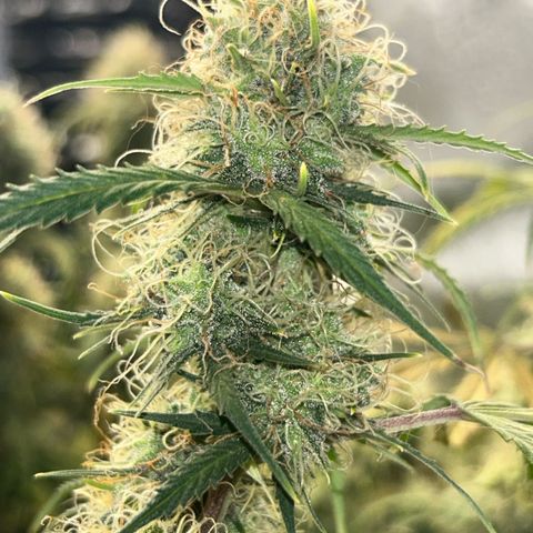 Royal Dwarf growlog timeline photo