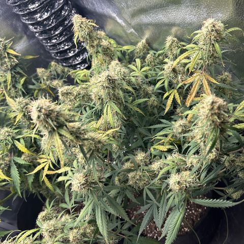Royal Dwarf growlog timeline photo