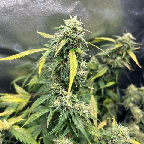 #3 growlog timeline photo
