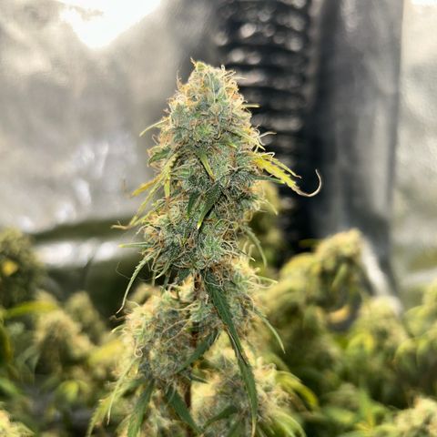 Royal Dwarf growlog timeline photo