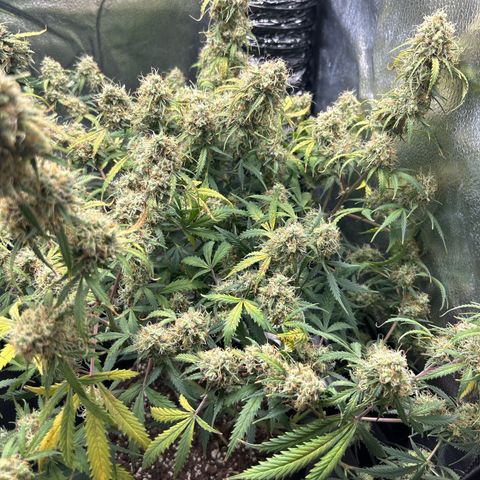 Royal Dwarf growlog timeline photo