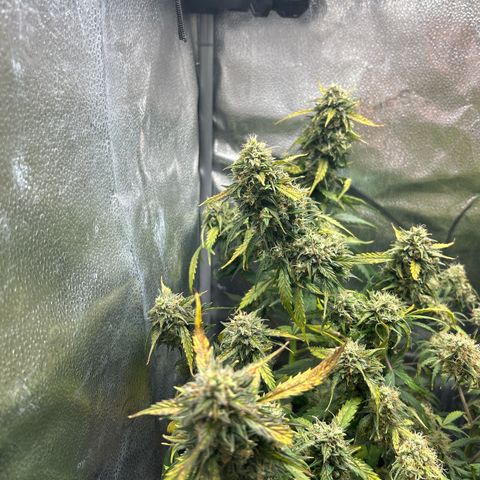 #3 growlog timeline photo
