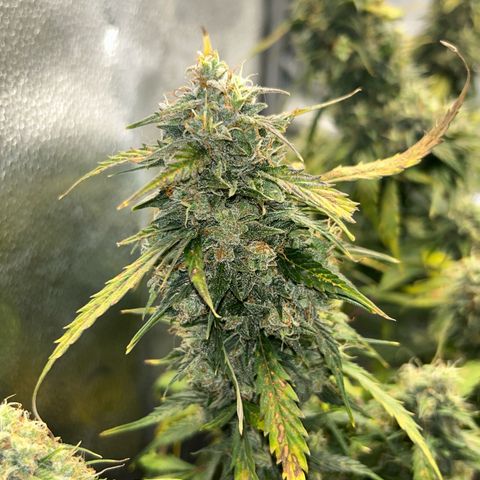 #3 growlog timeline photo