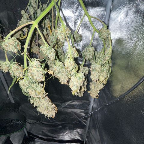 #3 growlog timeline photo